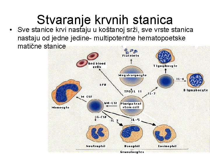 Stvaranje krvnih stanica • Sve stanice krvi nastaju u koštanoj srži, sve vrste stanica