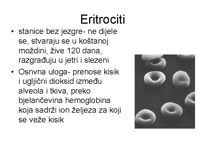 Eritrociti • stanice bez jezgre- ne dijele se, stvaraju se u koštanoj moždini, žive