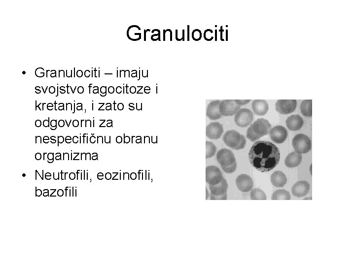 Granulociti • Granulociti – imaju svojstvo fagocitoze i kretanja, i zato su odgovorni za