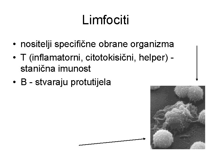 Limfociti • nositelji specifične obrane organizma • T (inflamatorni, citotokisični, helper) stanična imunost •