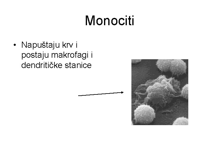 Monociti • Napuštaju krv i postaju makrofagi i dendritičke stanice 