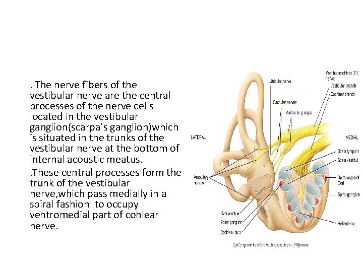 . The nerve fibers of the vestibular nerve are the central processes of the