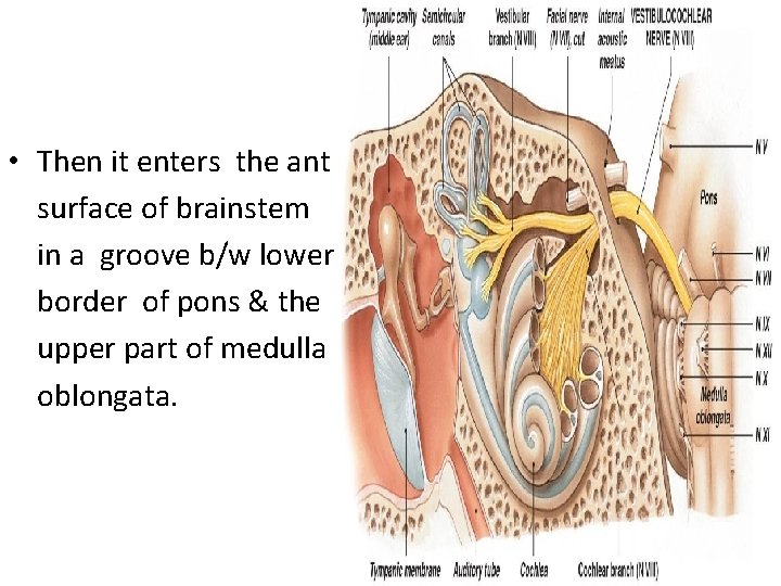  • Then it enters the ant surface of brainstem in a groove b/w