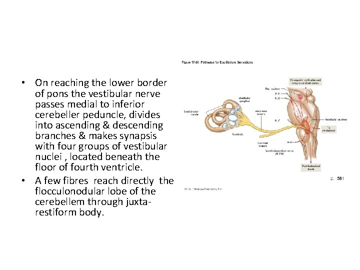  • On reaching the lower border of pons the vestibular nerve passes medial