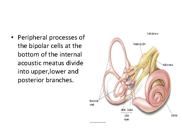  • Peripheral processes of the bipolar cells at the bottom of the internal
