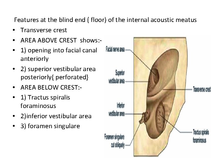 Features at the blind end ( floor) of the internal acoustic meatus • Transverse