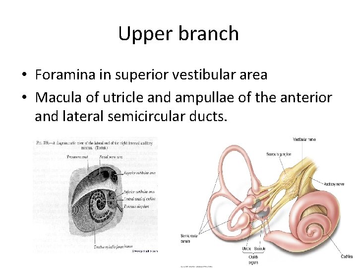 Upper branch • Foramina in superior vestibular area • Macula of utricle and ampullae