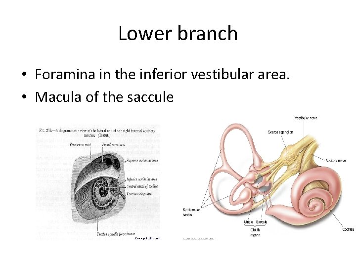 Lower branch • Foramina in the inferior vestibular area. • Macula of the saccule