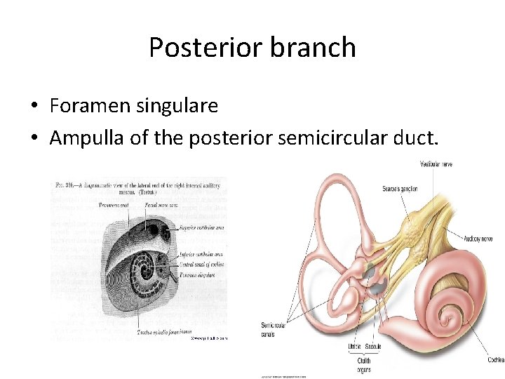 Posterior branch • Foramen singulare • Ampulla of the posterior semicircular duct. 