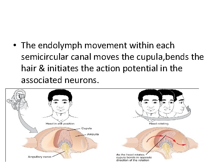  • The endolymph movement within each semicircular canal moves the cupula, bends the