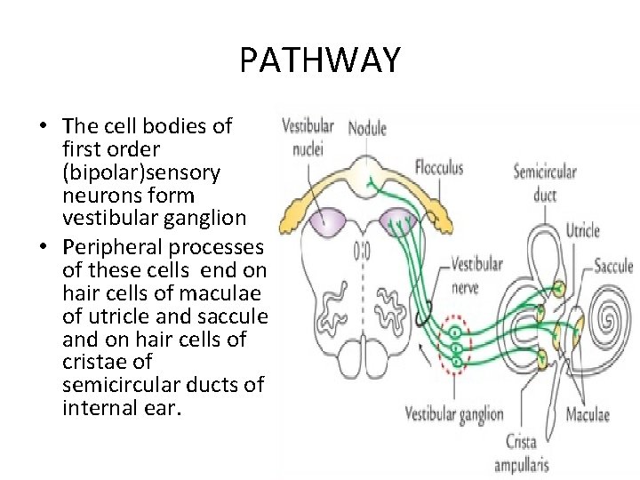 PATHWAY • The cell bodies of first order (bipolar)sensory neurons form vestibular ganglion •