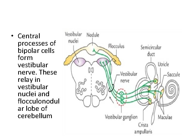  • Central processes of bipolar cells form vestibular nerve. These relay in vestibular