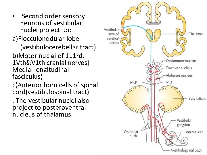  • Second order sensory neurons of vestibular nuclei project to: a)Flocculonodular lobe (vestibulocerebellar