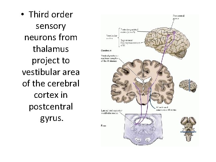  • Third order sensory neurons from thalamus project to vestibular area of the