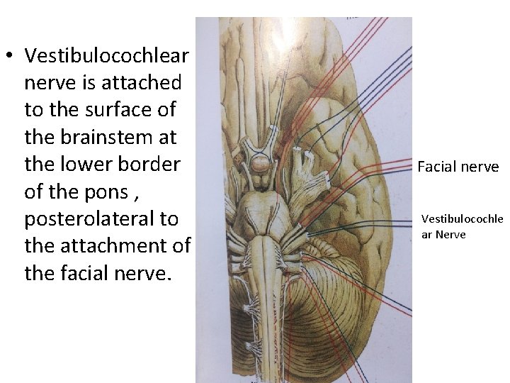  • Vestibulocochlear nerve is attached to the surface of the brainstem at the