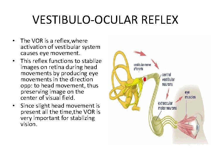 VESTIBULO-OCULAR REFLEX • The VOR is a reflex, where activation of vestibular system causes