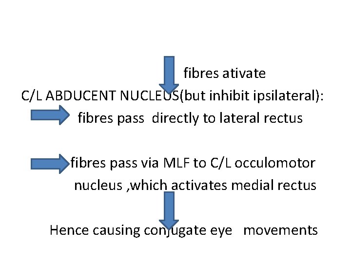 fibres ativate C/L ABDUCENT NUCLEUS(but inhibit ipsilateral): fibres pass directly to lateral rectus fibres