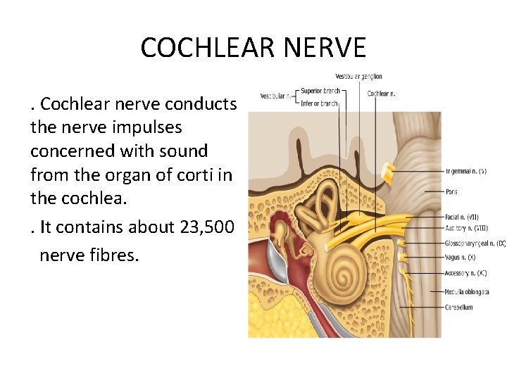 COCHLEAR NERVE. Cochlear nerve conducts the nerve impulses concerned with sound from the organ