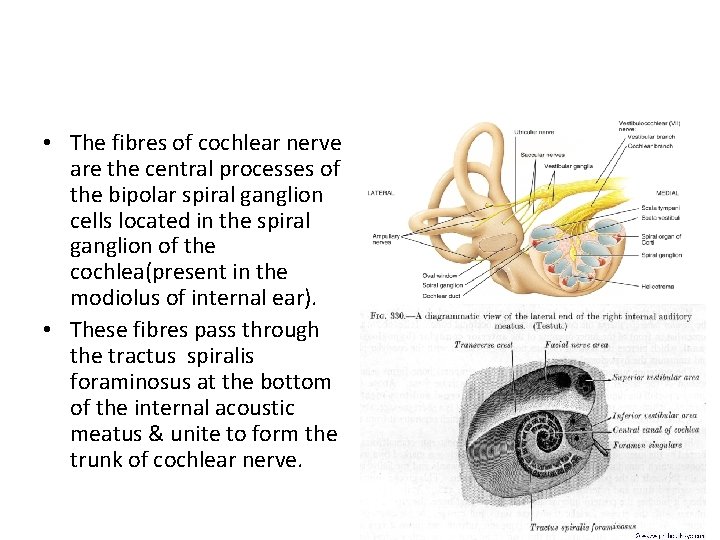  • The fibres of cochlear nerve are the central processes of the bipolar