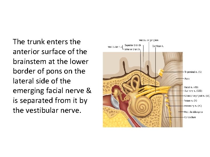 The trunk enters the anterior surface of the brainstem at the lower border of