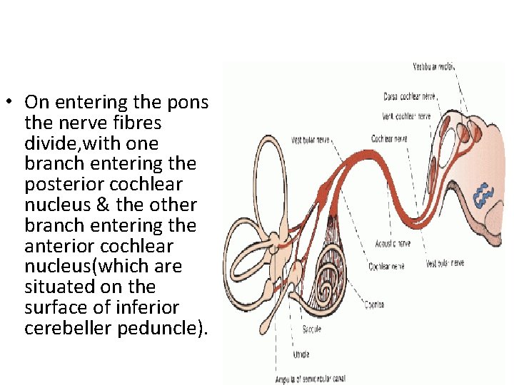  • On entering the pons the nerve fibres divide, with one branch entering
