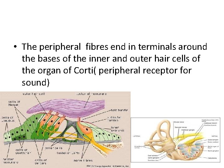  • The peripheral fibres end in terminals around the bases of the inner
