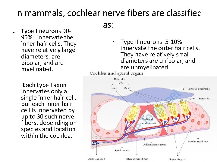 In mammals, cochlear nerve fibers are classified as: . Type I neurons 9095% innervate