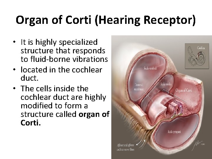 Organ of Corti (Hearing Receptor) • It is highly specialized structure that responds to