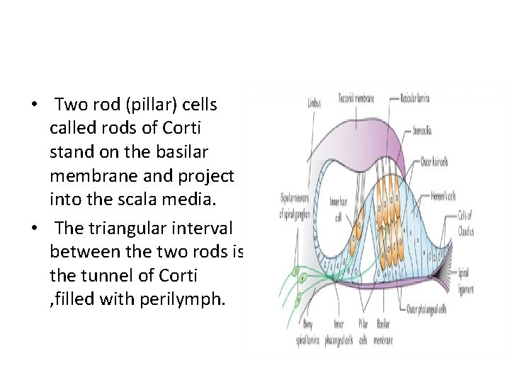  • Two rod (pillar) cells called rods of Corti stand on the basilar