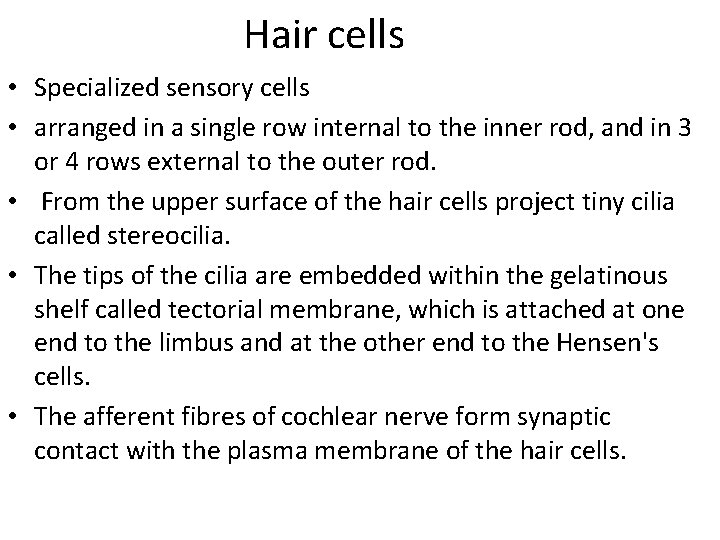 Hair cells • Specialized sensory cells • arranged in a single row internal to
