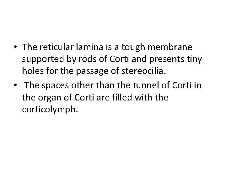  • The reticular lamina is a tough membrane supported by rods of Corti