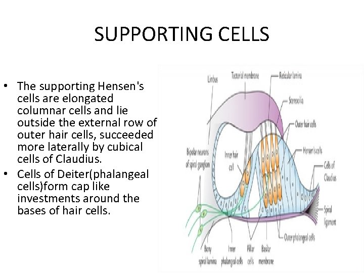 SUPPORTING CELLS • The supporting Hensen's cells are elongated columnar cells and lie outside