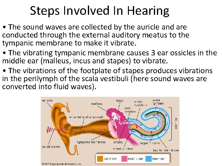 Steps Involved In Hearing • The sound waves are collected by the auricle and