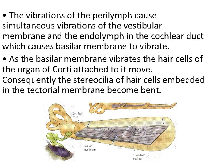  • The vibrations of the perilymph cause simultaneous vibrations of the vestibular membrane
