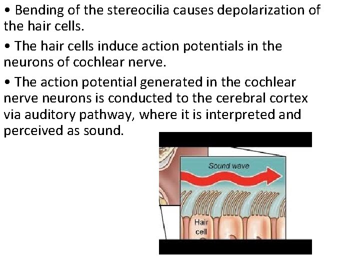  • Bending of the stereocilia causes depolarization of the hair cells. • The