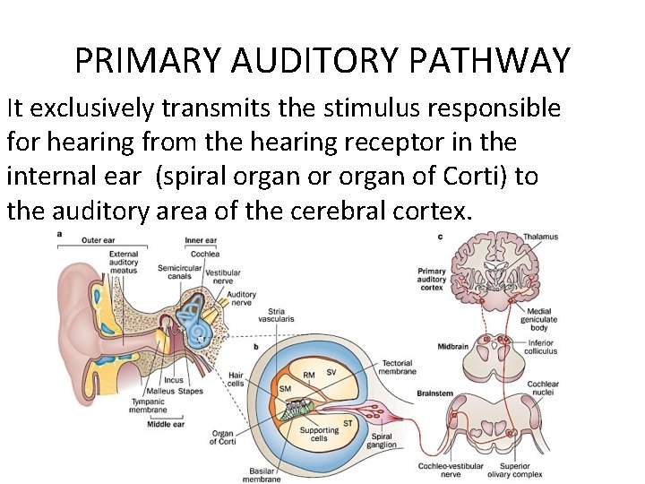 PRIMARY AUDITORY PATHWAY It exclusively transmits the stimulus responsible for hearing from the hearing