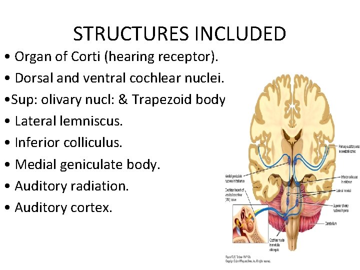 STRUCTURES INCLUDED • Organ of Corti (hearing receptor). • Dorsal and ventral cochlear nuclei.