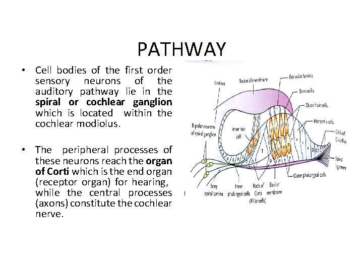 PATHWAY • Cell bodies of the first order sensory neurons of the auditory pathway