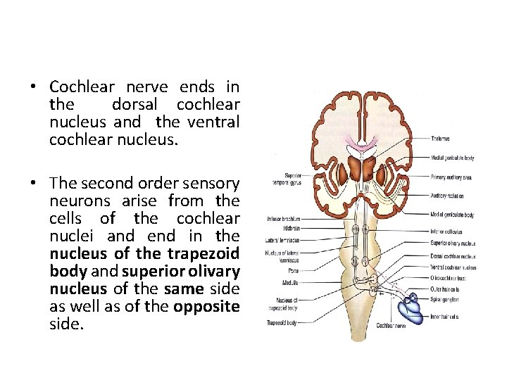  • Cochlear nerve ends in the dorsal cochlear nucleus and the ventral cochlear