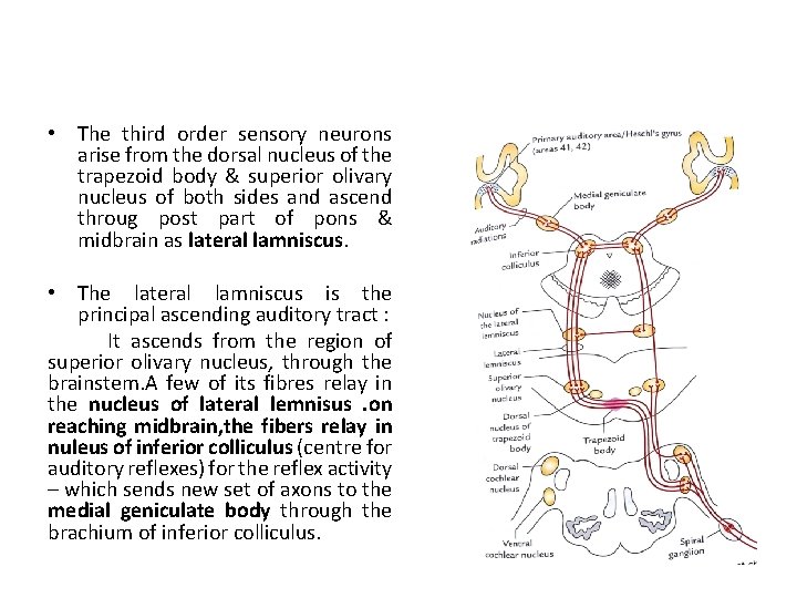  • The third order sensory neurons arise from the dorsal nucleus of the