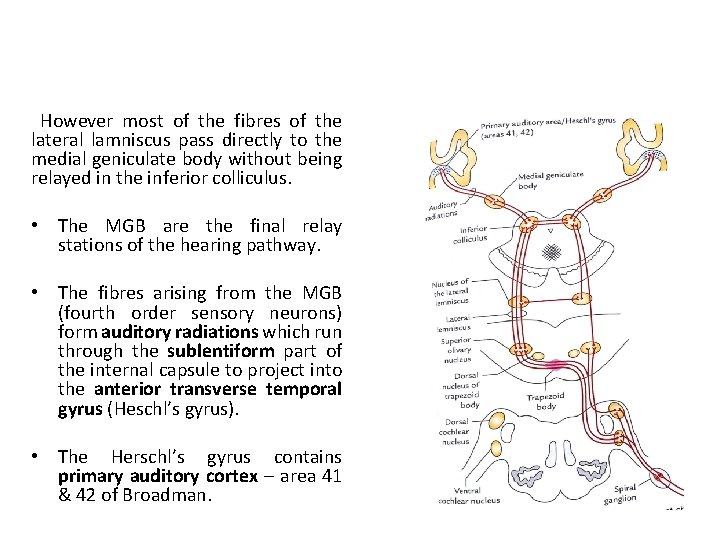 However most of the fibres of the lateral lamniscus pass directly to the medial