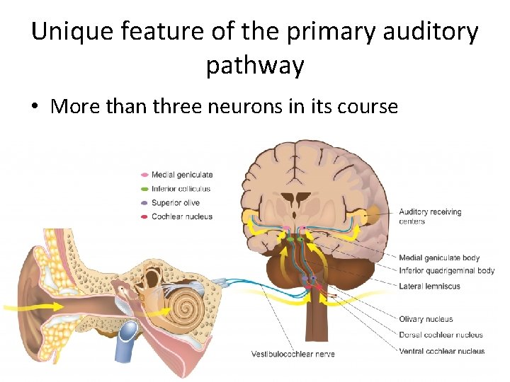 Unique feature of the primary auditory pathway • More than three neurons in its