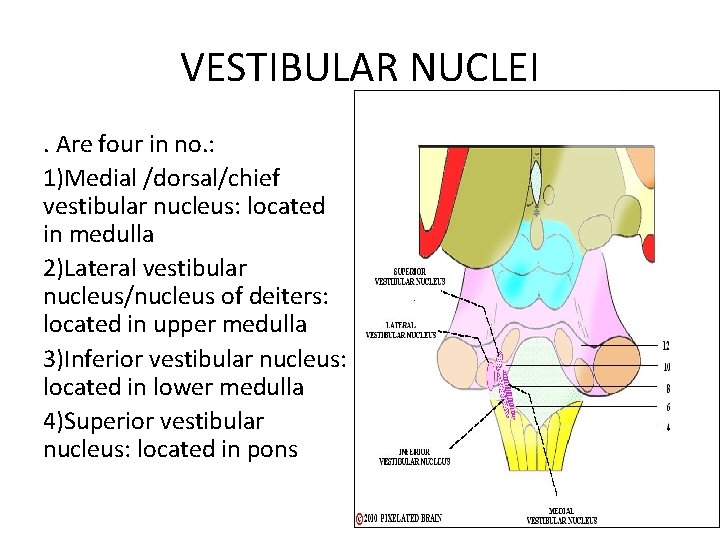 VESTIBULAR NUCLEI. Are four in no. : 1)Medial /dorsal/chief vestibular nucleus: located in medulla