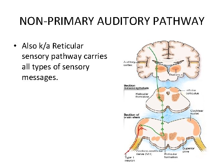 NON-PRIMARY AUDITORY PATHWAY • Also k/a Reticular sensory pathway carries all types of sensory