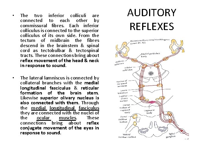  • The two inferior colliculi are connected to each other by commissural fibres.