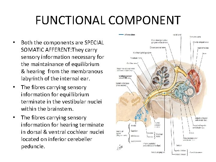 FUNCTIONAL COMPONENT • Both the components are SPECIAL SOMATIC AFFERENT: They carry sensory information