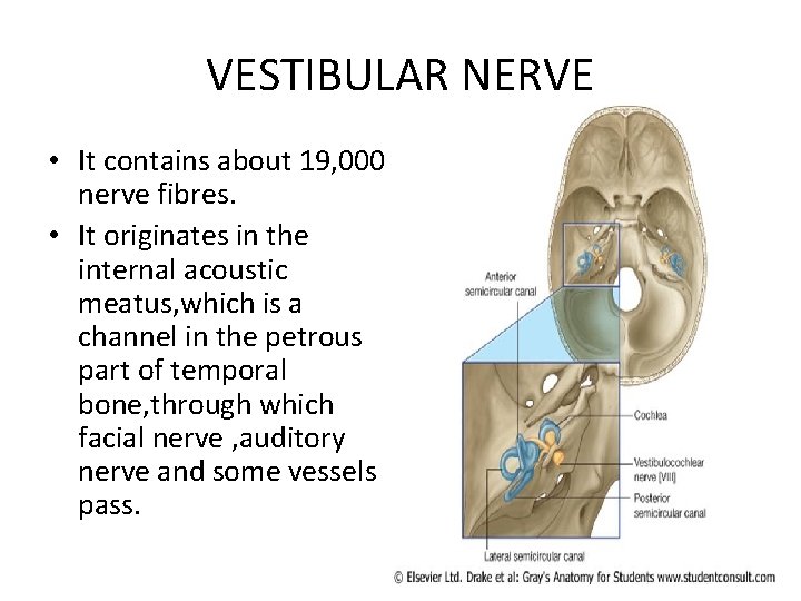 VESTIBULAR NERVE • It contains about 19, 000 nerve fibres. • It originates in