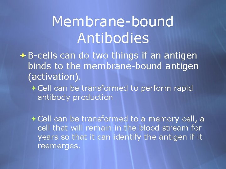 Membrane-bound Antibodies B-cells can do two things if an antigen binds to the membrane-bound