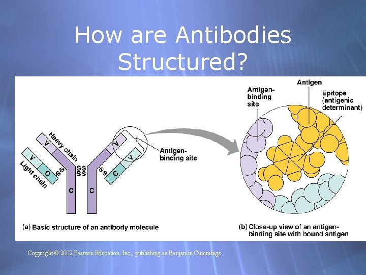 How are Antibodies Structured? Copyright © 2002 Pearson Education, Inc. , publishing as Benjamin