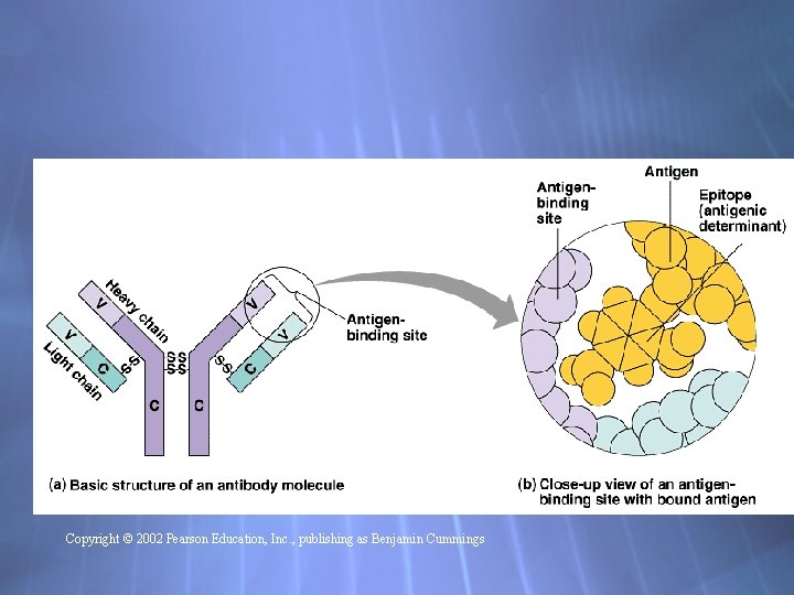 Copyright © 2002 Pearson Education, Inc. , publishing as Benjamin Cummings 